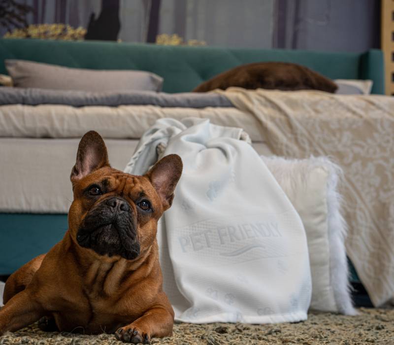 Petfriendly